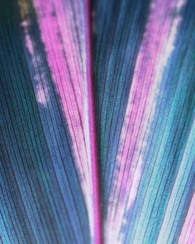 Shareholders-Dispute