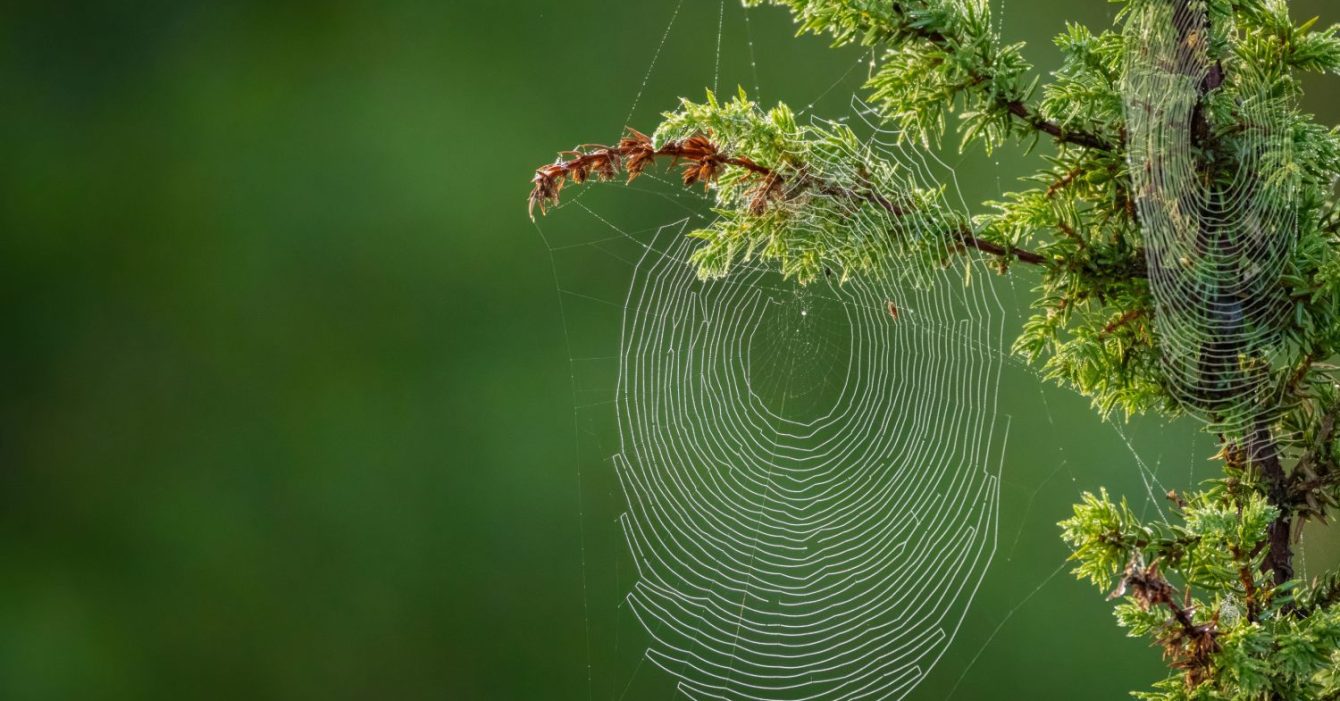 Spider,Web,Cobweb,Spiderweb,Nature,Sunrise