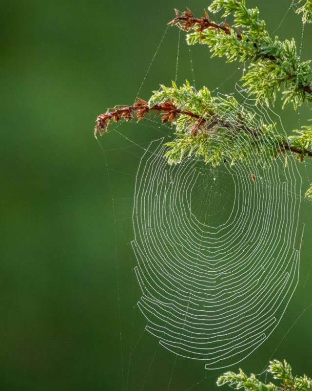 Spider,Web,Cobweb,Spiderweb,Nature,Sunrise
